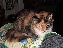 Pansy Amber
              Cat